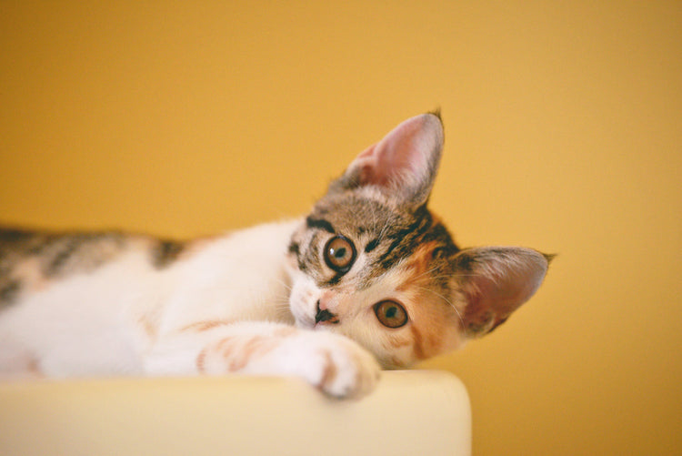For cat
